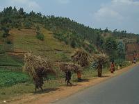  Women and children carrying brushwood.